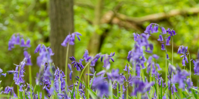 Floral Spring Walk