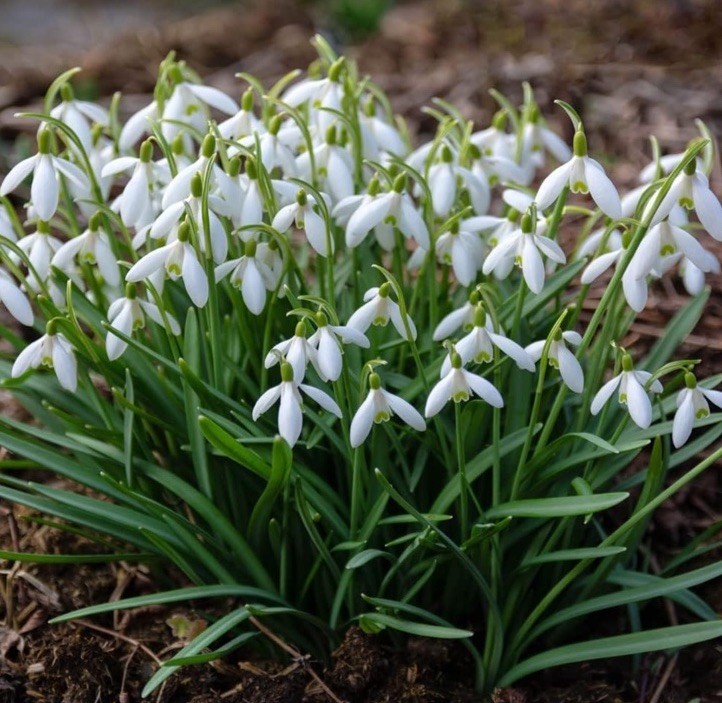 SPRINGTIME SCAVENGER HUNT FOR KIDS